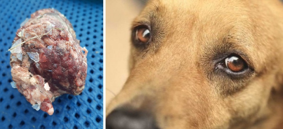“Bocconi con vetri per uccidere i cani”